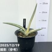 期間限定10％OFF！】サンスベリア 5号 マッソニアナバリエガータ