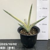 サンスベリア 3号 ロリダ 生産鉢仕様｜観葉02-D2｜観葉02-D2