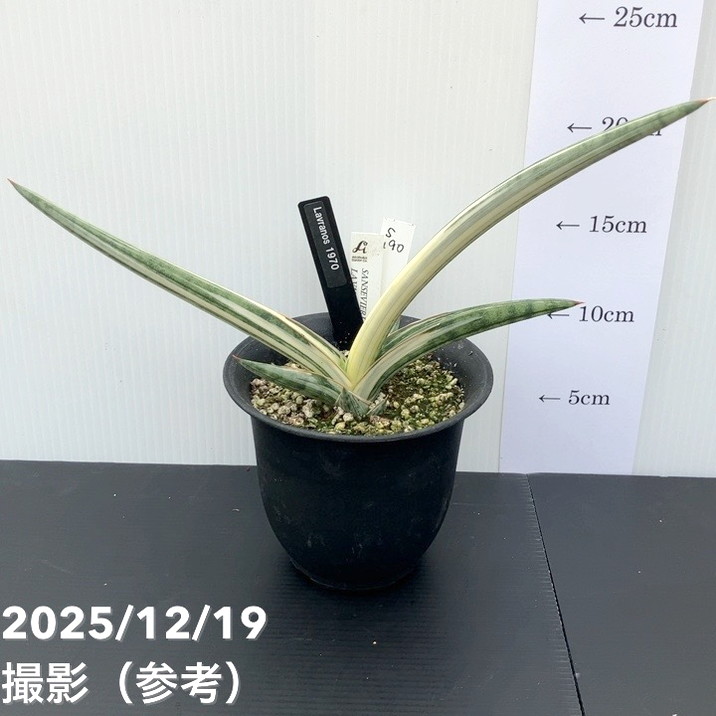 【現品お届け】サンスベリア 4号 Lav.1970 斑入り（ラブラノス1970斑入り）（S190）｜観葉02-D2