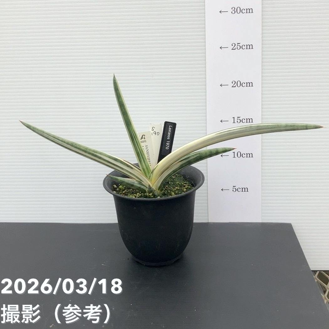 【現品お届け】サンスベリア 4号 Lav.1970 斑入り（ラブラノス1970斑入り）（S190）｜観葉02-D2