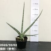 アンスリウム ビッタリフォリウム 3.5号 吊り鉢仕様｜観葉10-TU | 観葉