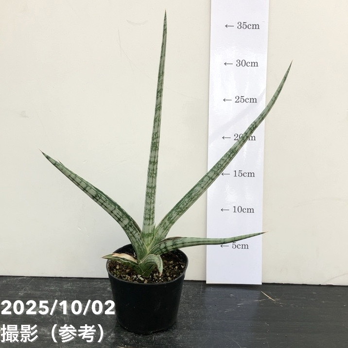 【現品お届け】サンスベリア 3.5号 トライデント Trident （S192）| 葉02-D2