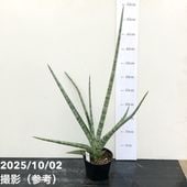 期間限定10％OFF！】【現品お届け】サンスベリア 3.5号 ロイヤル