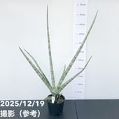 現品お届け】サンスベリア 3.5号 ロイヤルクラウン（子株）（S44