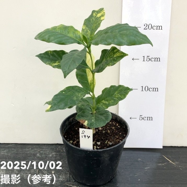 五郎助鉢　botanical botanical限定　汚れ軽度 五郎助鉢 botanical botanical限定 汚れ軽度