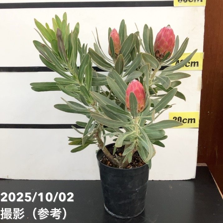 【現品お届け】プロテア スペシャルピンクアイス（3花付き）6号（1）｜花木10-TU