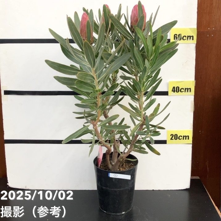 【現品お届け】プロテア スペシャルピンクアイス（3花付き）6号（2）｜花木10-TU