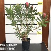 【現品お届け】プロテア スペシャルピンクアイス（3花付き）6号（3）｜花木10-TU