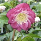 クリスマスローズ　アトロ系オーレアダースレッド紅 クリスマスローズ アトロ系オーレアダースレッド紅 三浦孝之氏