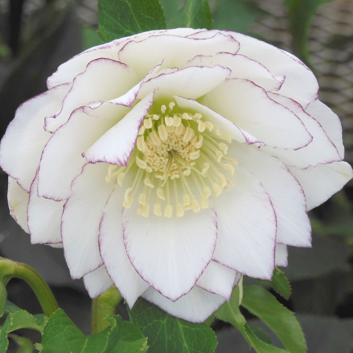 クリスマスローズ 伊勢みやび 3.5号 都鳥｜山野01-D1