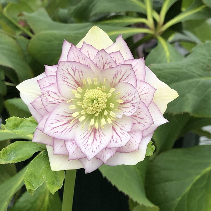 【期間限定10%OFF!】クリスマスローズ 伊勢みやび 3.5号 玉鏡|山野01-D1