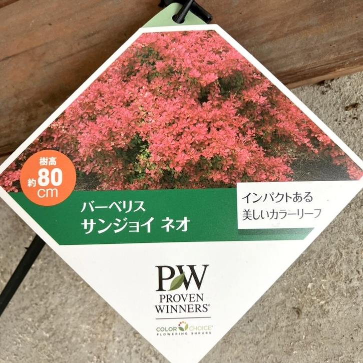 PW  バーベリス サンジョイ ネオ 5号｜花木04-PA