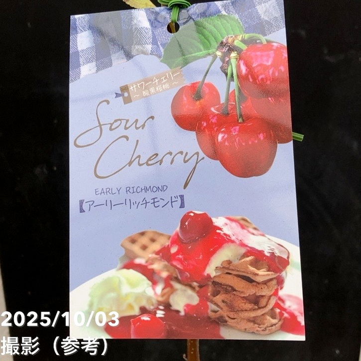 サワーチェリー 酸果桜桃 アーリーリッチモンド 4.5号｜果樹04