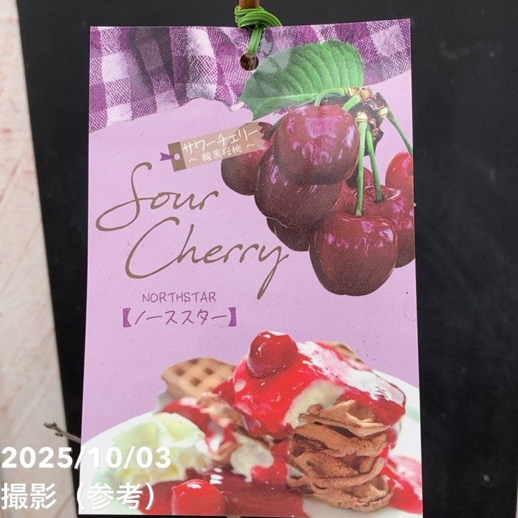 【秋セール10%OFF!11/1まで】サワーチェリー 酸果桜桃 ノーススター 4.5号|果樹10-TU