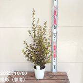 ⭐︎ 専用中　⭐︎ アグラオネマ ニティドゥム カーティシー　ミニラン鉢4.5号 現品お届け】アグラオネマ ニティドゥム カーティシー Aglaonema