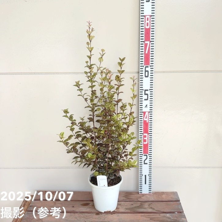 ロフォミルタス ブラータ 4号｜花木04-PA