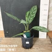 現品お届け】アグラオネマ ニティドゥム カーティシー Aglaonema