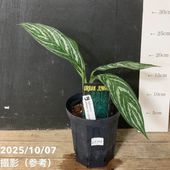現品お届け】アグラオネマ ニティドゥム カーティシー Aglaonema
