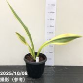 エビネ　エビネ蘭　蘭　苗　〘 e 9 〙 超激 希少 エビネ エビネ蘭 蘭 苗 〘 e 9 〙 超激 希少