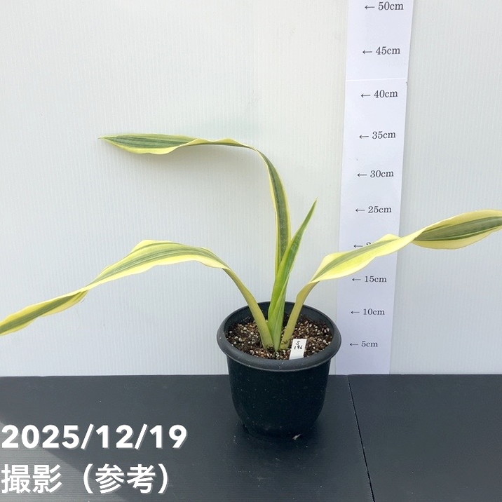 【現品お届け】サンスベリア 5号 リンメーヤイ（S196）｜観葉02-D2