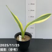 現品お届け】アガベ 5号 チタノタ 福建白鯨（A11）｜観葉01-D1 | 観葉