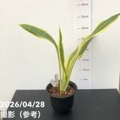 サンスベリア 3号 マッソニアナ バリエガータ 斑入り 生産鉢仕様｜観葉
