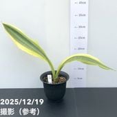 現品お届け】サンスベリア 4号 サイアムゴールド（S208）｜観葉02-D2