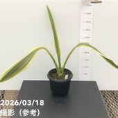 シンビジューム アーチ 7号陶器鉢 4本立 リトルガール スペースシティ