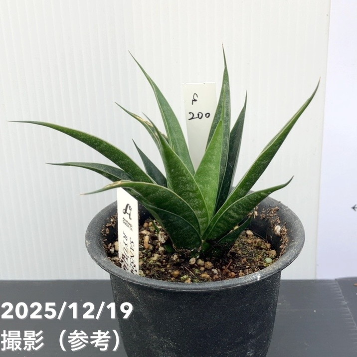 観葉・多肉,サンセベリア,1点物の購入なら赤塚植物園オンライン 花の音