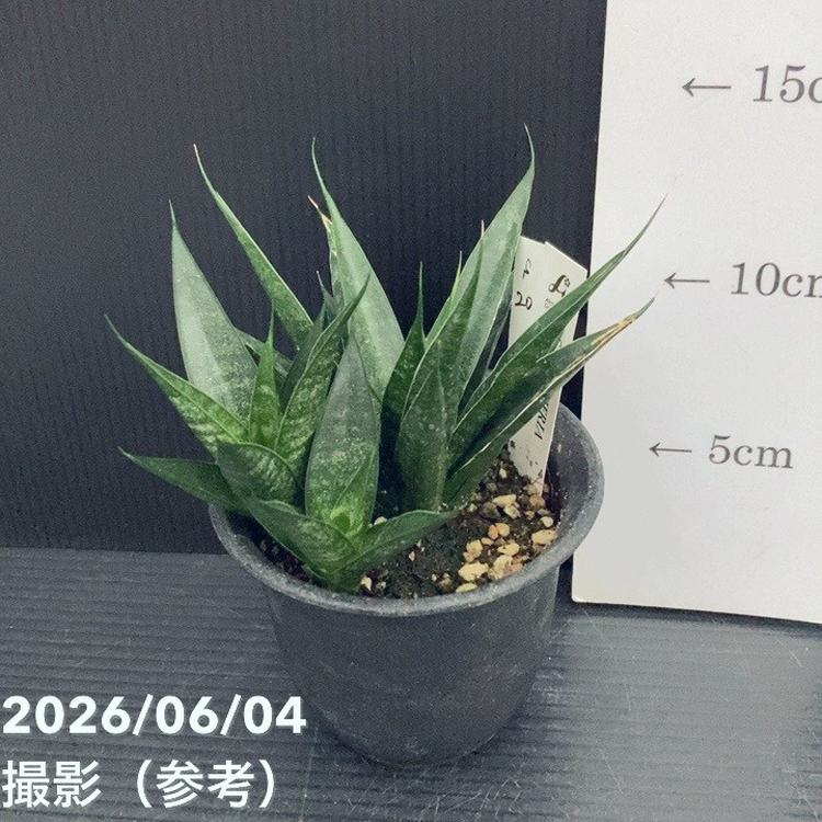 【激レア！現品お届け】サンスベリア 3号 龍神 生産鉢仕様 子株付き（S200）｜観葉02-D2