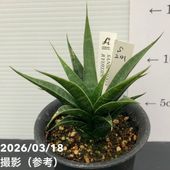 【激レア！現品お届け】サンスベリア 3号 龍神 生産鉢仕様（S201）｜観葉02-D2