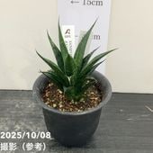 期間限定10％OFF！】【激レア！現品お届け】サンスベリア 5号 ブラック