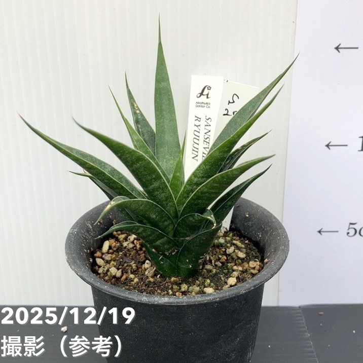 【激レア!現品お届け】サンスベリア 3号 龍神 生産鉢仕様(S201)|観葉02-D2