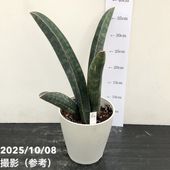 サンスベリア 3号 チャニン Chanin（子株）生産鉢仕様｜観葉02