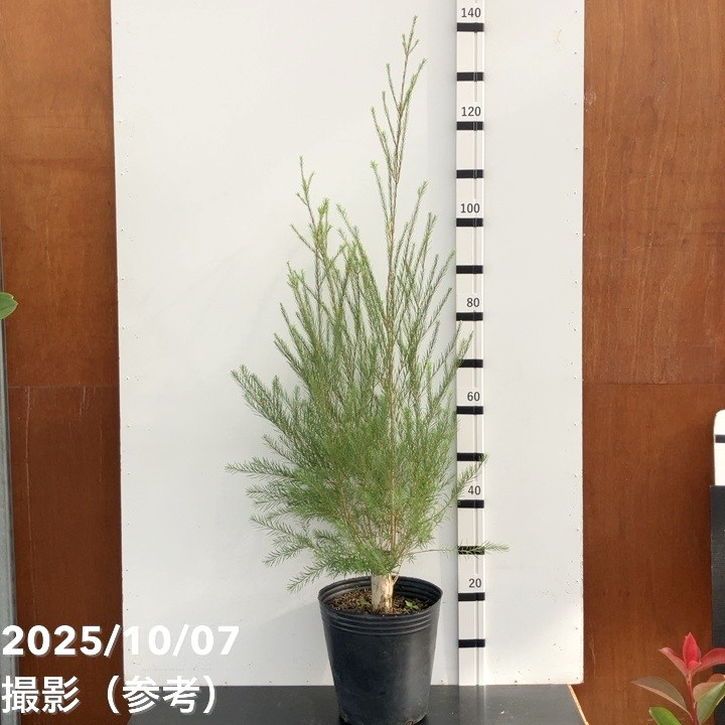 シルバーティーツリー　約190cm オージープランツ/メラレウカ　35 楽天市場】【ティーツリー】スノーインサマー メラレウカ