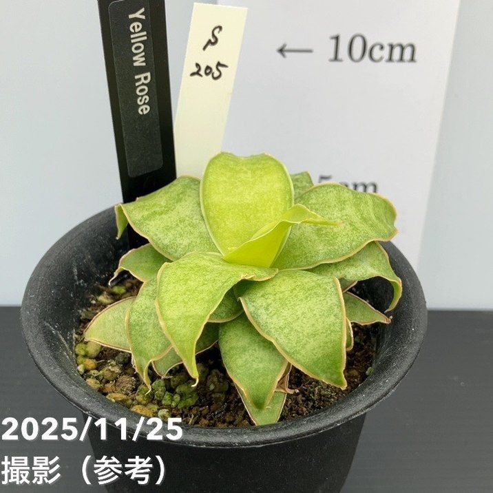 大株　サンセベリア・ロリダ ❢ 6号鉢での梱包発送です。 大株 サンセベリア・ロリダ ❢ 6号鉢での梱包発送です。 サンセベリア