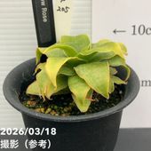 現品お届け】サンスベリア 3号 ロリダ 生産鉢仕様（S85）｜観葉02-D2