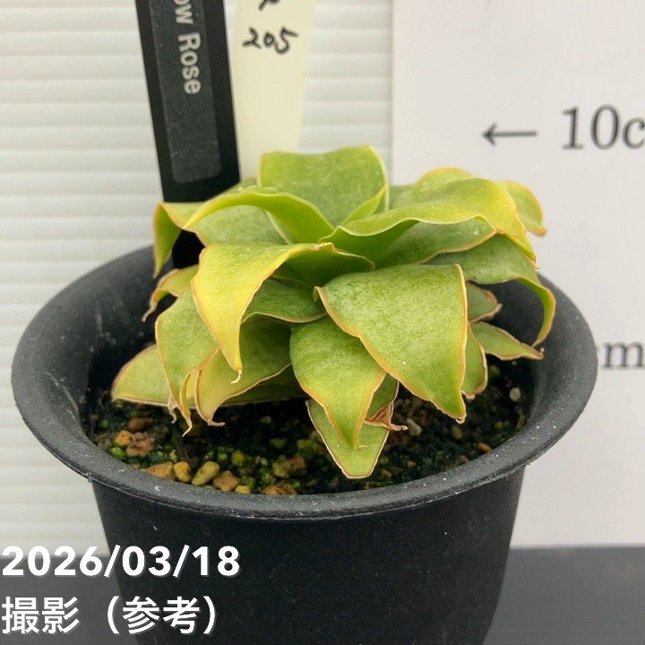 【激レア！現品お届け】サンスベリア 3号 Yellow Rose イエローローズ プラ鉢仕様（S205）｜観葉02-D2