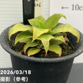 クリスマスローズ 原種 トルカータス 5号ポット｜山野04-PA | 草花
