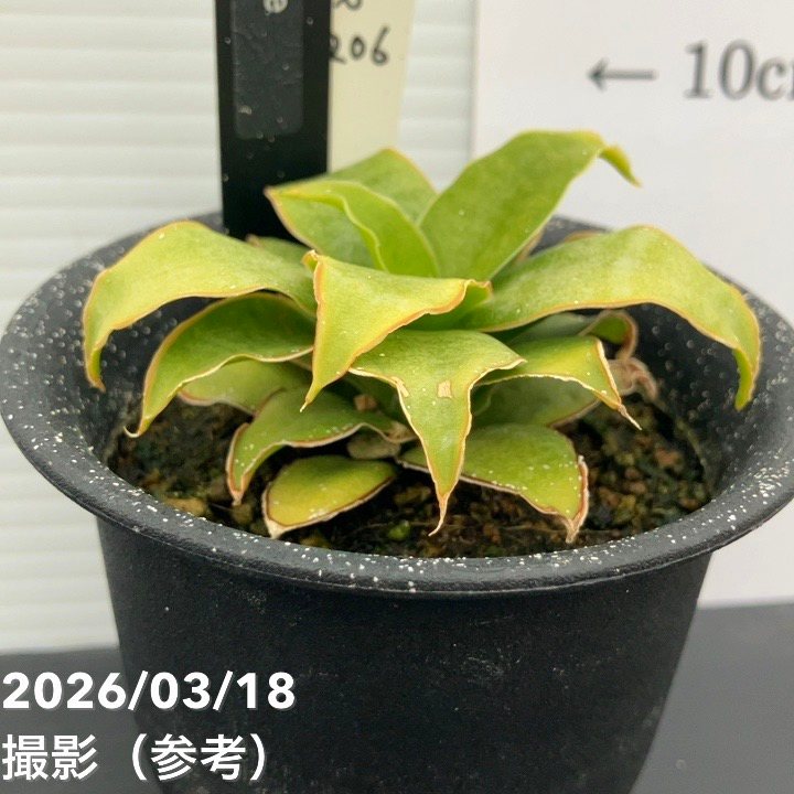 【激レア！現品お届け】サンスベリア 3号 Yellow Rose イエローローズ プラ鉢仕様（S206）｜観葉02-D2