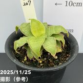 現品お届け】アンスリウム キングオブスペード King of spade（HU）3.5