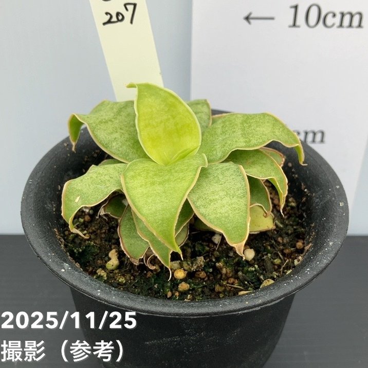 【激レア！現品お届け】サンスベリア 3号 Yellow Rose イエローローズ プラ鉢仕様（S207）｜観葉02-D2