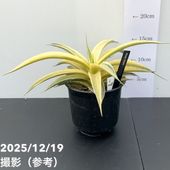 期間限定10％OFF！】サンスベリア 5号 マッソニアナバリエガータ