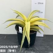 現品お届け 】サンスベリア 4号 ボンセレンシス 斑入り 白プラ鉢仕様