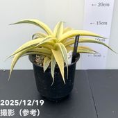 期間限定10％OFF！】【現品お届け】サンスベリア 3.5号 ロイヤル