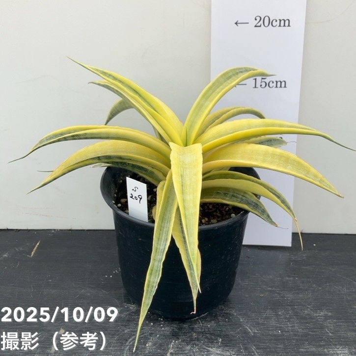 【現品お届け】サンスベリア 4号 サイアムゴールド(S209)|観葉02-D2