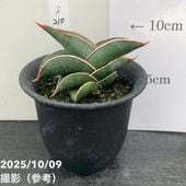 j*A様 サンセベリア ロリダ＆ピンギキュラ＆シーザー の３鉢での販売、梱包発送 サンセベリア ロリダ 3号鉢(現品)｜芳樹園オンラインショップ