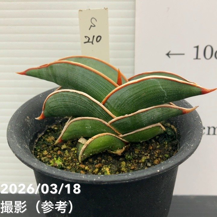 【65周年記念セール】【現品お届け】サンスベリア 3号 ロリダ （S210）｜観葉02-D2