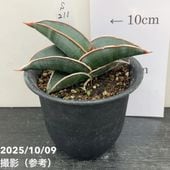 期間限定10％OFF！】【現品お届け】サンスベリア 3号 ロリダ 生産鉢