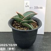 ⭐︎ 専用中　⭐︎ アグラオネマ ニティドゥム カーティシー　ミニラン鉢4.5号 アグラオネマ ニティドゥム カーティシー ミニラン鉢4.5号